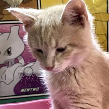Moss -  Domestic Medium Hair Cat for Adoption in Granville, Ohio - Moss | PetCurious