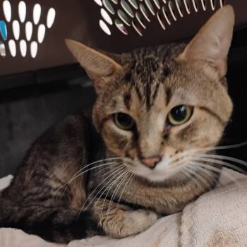 Brokey -  Domestic Short Hair Cat for Adoption in Bentonville, Arkansas - Brokey | PetCurious