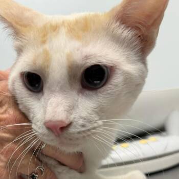 Alphie -  Domestic Short Hair Cat for Adoption in Las Vegas, Nevada - Alphie | PetCurious
