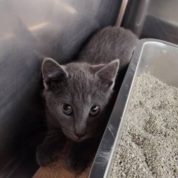 Zack -  Domestic Short Hair Cat for Adoption in Attica, New York - Zack | PetCurious