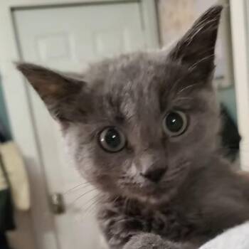 Hiccup -  Russian Blue Cat for Adoption in Maple Shade, New Jersey - Hiccup | PetCurious