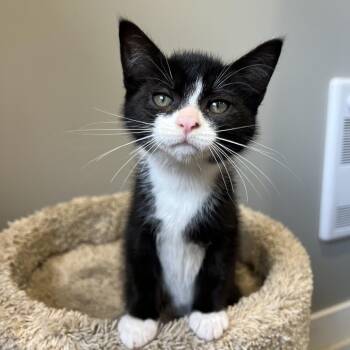 Plum Pudding -  Domestic Short Hair Cat for Adoption in Puslinch, Ontario - Plum Pudding | PetCurious