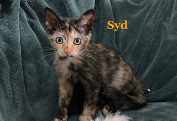 Rescue Domestic Short Hair Cats for Adoption in The Woodlands, Texas - Syd | PetCurious