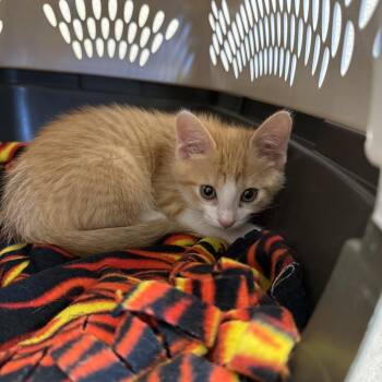 David Bowie -  Domestic Short Hair Cat for Adoption in Council Bluffs, Iowa - David Bowie | PetCurious