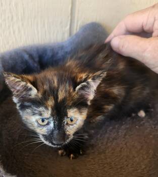 Betty -  Domestic Medium Hair Cat Available for Adoption in Yarnell, Arizona - Betty | PetCurious