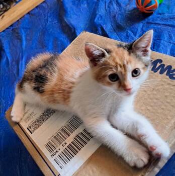 Ginny -  Domestic Short Hair Cat for Adoption in Westfield, New York - Ginny | PetCurious