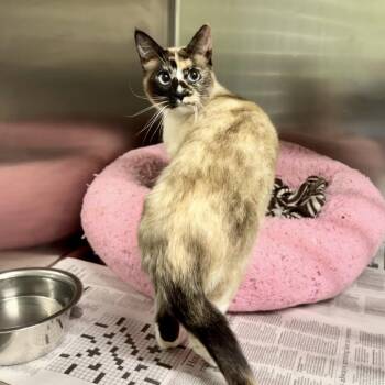 Siamese Cats Available for Adoption in Richmond, California - TOAST | PetCurious