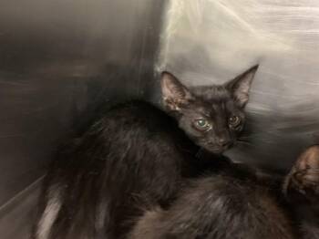 ALMOND -  Domestic Short Hair Cat for Adoption in Grand Prairie, Texas - ALMOND | PetCurious