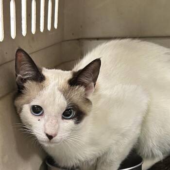 Domestic Short Hair Cats Available for Adoption in Starkville, Mississippi - Flare | PetCurious