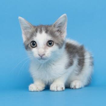 Charley -  Domestic Short Hair Cat for Adoption in Franklin, Tennessee - Charley | PetCurious