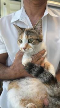 Domestic Short Hair Cats Available for Adoption - MANDY | PetCurious