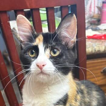Beatrice -  Domestic Short Hair Cat for Adoption in San Antonio, Texas - Beatrice | PetCurious