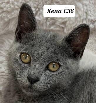 Xena -  Domestic Medium Hair Cat for Adoption in Morganton, North Carolina - Xena | PetCurious