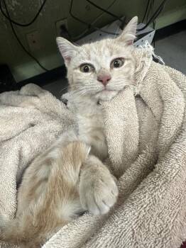 Domestic Short Hair Cats Available for Adoption - MERIDA | PetCurious