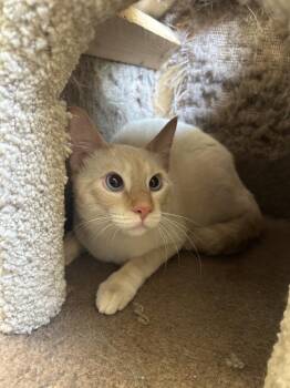 Charlie -  Siamese and Domestic Short Hair Cat for Adoption in Ontario, California - Charlie | PetCurious