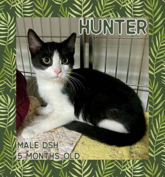 Rescue Domestic Short Hair Cats for Adoption in Danville, Indiana - Hunter | PetCurious