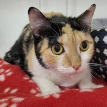 Gremlin -  Calico Cat for Adoption in Green Valley, Arizona - Gremlin | PetCurious