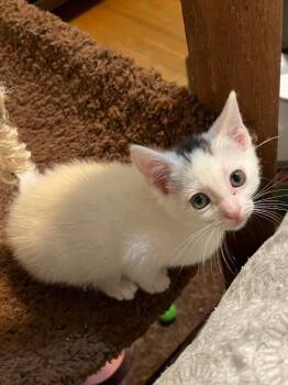 Molly -  Tabby Cat for Adoption in San Antonio, Texas - Molly | PetCurious