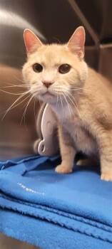 Big Mac -  Domestic Short Hair Cat for Adoption in West Chester, Pennsylvania - Big Mac | PetCurious