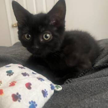 Cookie -  Domestic Short Hair Cat for Adoption in Portland, Oregon - Cookie | PetCurious