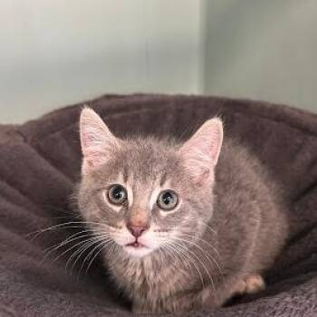 Domestic Short Hair Cats Available for Adoption in South Elgin, Illinois - Tapioca | PetCurious