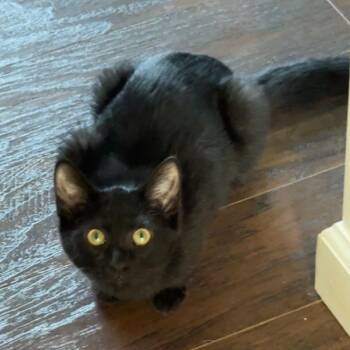 Rescue Domestic Short Hair Cats for Adoption in Huddleston, Virginia - Darla (EH) | PetCurious