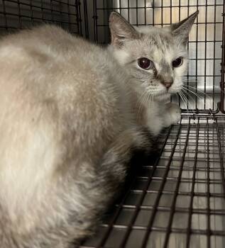 Rescue Domestic Short Hair Cats for Adoption in Raleigh, North Carolina - Willadean | PetCurious