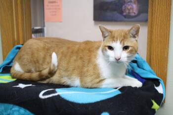 Rescue Domestic Short Hair Cats for Adoption in Portage, Wisconsin - Pomelo | PetCurious