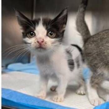 Mystique Carlsbad -  Domestic Short Hair Cat for Adoption in Denver, Colorado - Mystique Carlsbad | PetCurious