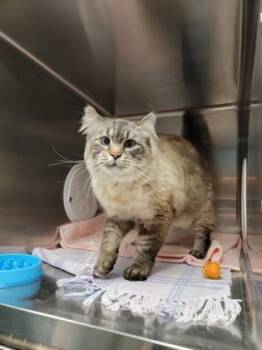 Siamese and Domestic Short Hair Cats Available for Adoption in Fergus Falls, Minnesota - Larry | PetCurious