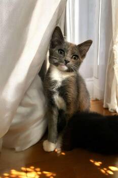 Rescue Domestic Short Hair and Tuxedo Cats for Adoption in Hawthorne, California - Bella | PetCurious