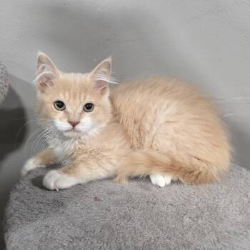 Rescue Domestic Long Hair and Maine Coon Cats for Adoption in Mastic, New York - Sorrel | PetCurious