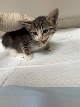 PEONY -  Domestic Short Hair Cat for Adoption in Baytown, Texas - PEONY | PetCurious