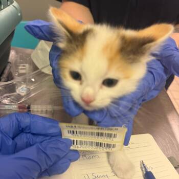 Domestic Short Hair Cats Available for Adoption in Charleston, West Virginia - Love Splash! | PetCurious