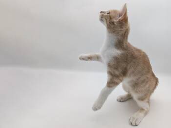 Louise -  Domestic Short Hair and Tabby Cat for Adoption in Powell, Ohio - Louise | PetCurious
