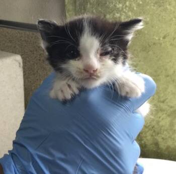SATURN -  Domestic Short Hair Cat for Adoption in Riverside, California - SATURN | PetCurious