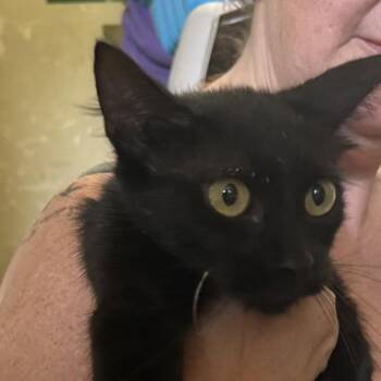 Angelicat -  Domestic Short Hair Cat for Adoption in Bentonville, Arkansas - Angelicat | PetCurious