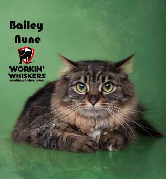 Maine Coon and Domestic Long Hair Cats Available for Adoption - BAILEY NUNE | PetCurious
