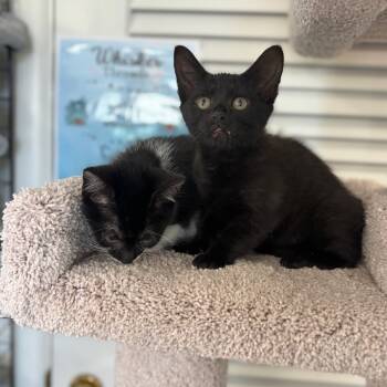 Rescue American Shorthair Cats for Adoption in Granville, Ohio - Roadrash | PetCurious