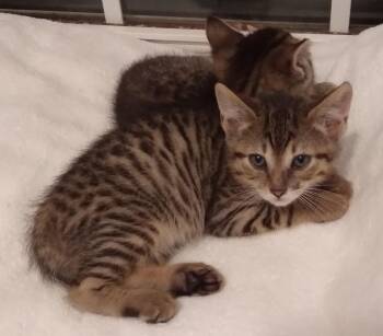 Sonny -  Tabby Cat for Adoption in Nashville, Tennessee - Sonny | PetCurious