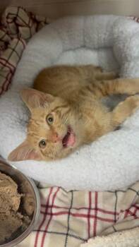 Cheetoh -  Domestic Short Hair Cat for Adoption in Bowling Green, Kentucky - Cheetoh | PetCurious