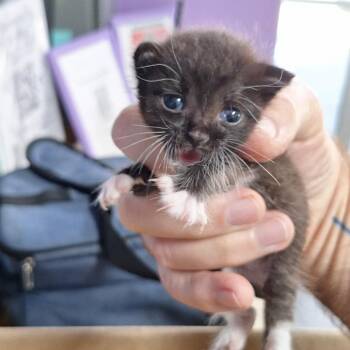 Micky -  Domestic Short Hair Cat for Adoption in Montgomery, Alabama - Micky | PetCurious