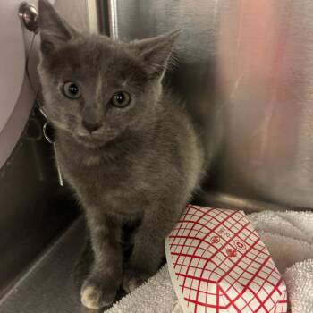 Micaela Bastidas -  Domestic Short Hair Cat for Adoption in Redwood City, California - Micaela Bastidas | PetCurious