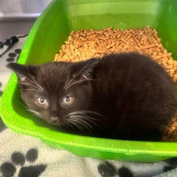Domestic Short Hair Cats Available for Adoption in Tuscaloosa, Alabama - TUSC-Stray-84198 | PetCurious