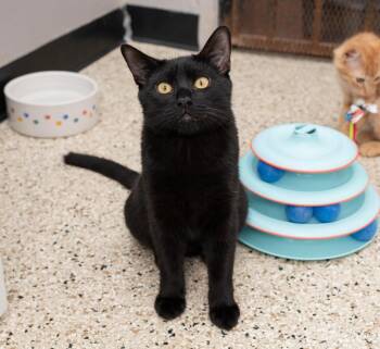 Stormy -  Domestic Short Hair Cat for Adoption in Los Angeles, California - Stormy | PetCurious