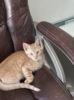 Peanut Butter -  Domestic Short Hair and Tabby Cat for Adoption in Buford, Georgia - Peanut Butter | PetCurious