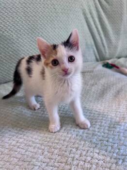 Purrito -  Domestic Short Hair Cat for Adoption in North Babylon, New York - Purrito | PetCurious