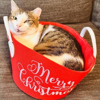 American Shorthair Cats Available for Adoption - Luna | PetCurious