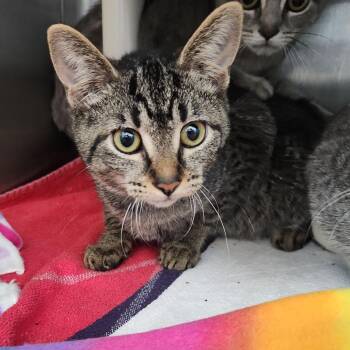 Bluetooth -  Domestic Short Hair Cat for Adoption in Fort Wayne, Indiana - Bluetooth | PetCurious