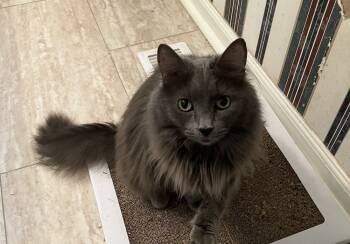 Rescue Domestic Short Hair Cats for Adoption in Greenville, South Carolina - Bluebelle - SD | PetCurious